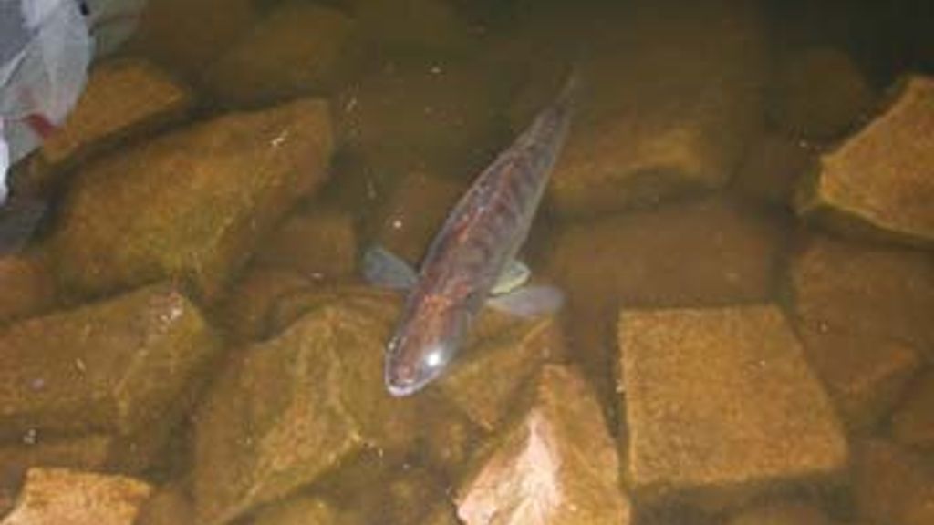 Stenbrudssøen Nexø