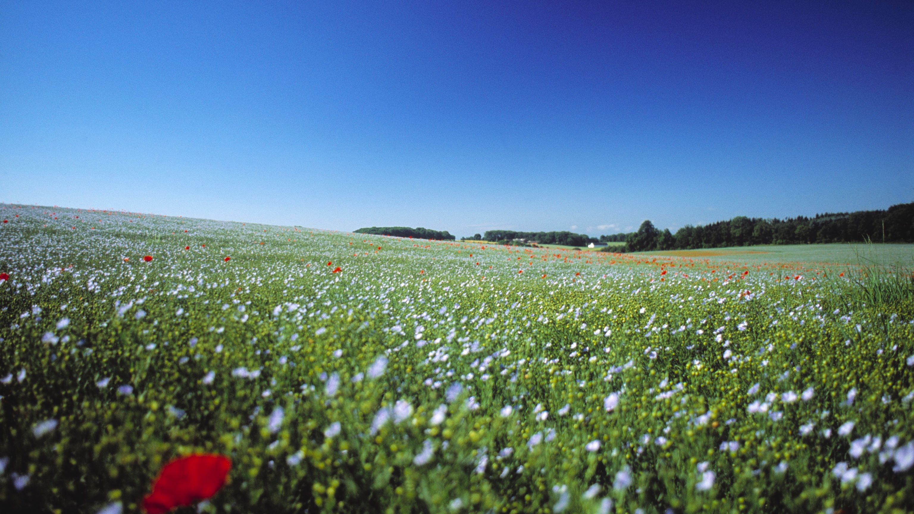 Marker i sommerflor