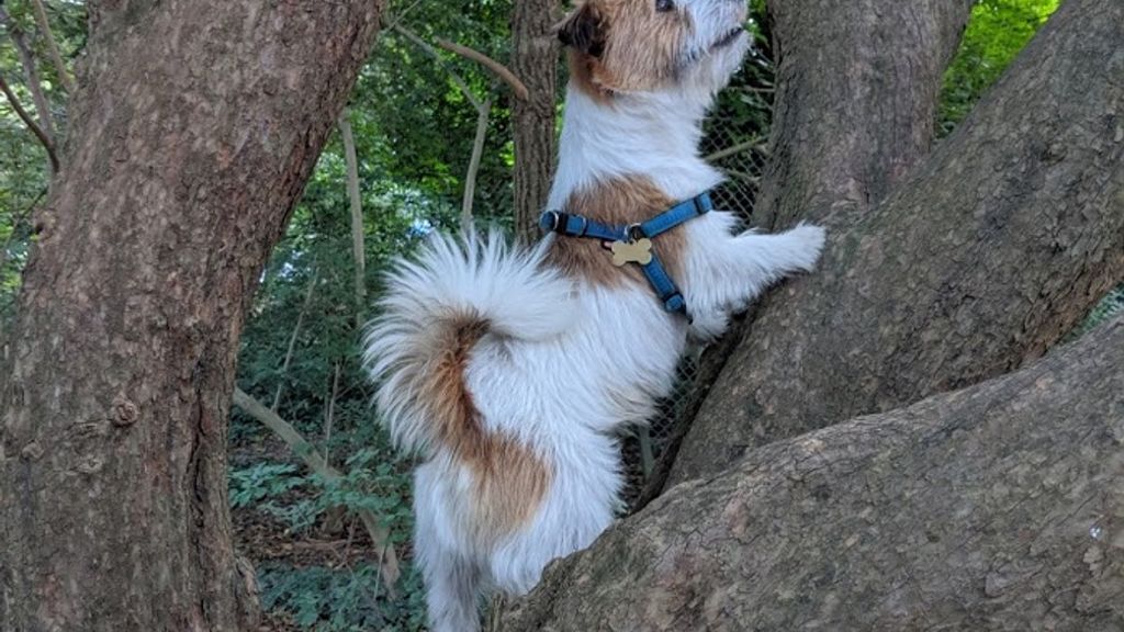 Birkelund – Hunde er velkommen