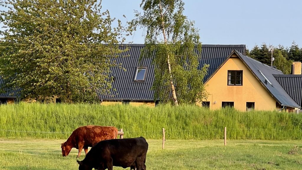Birkelund - køernes naturpleje af engen