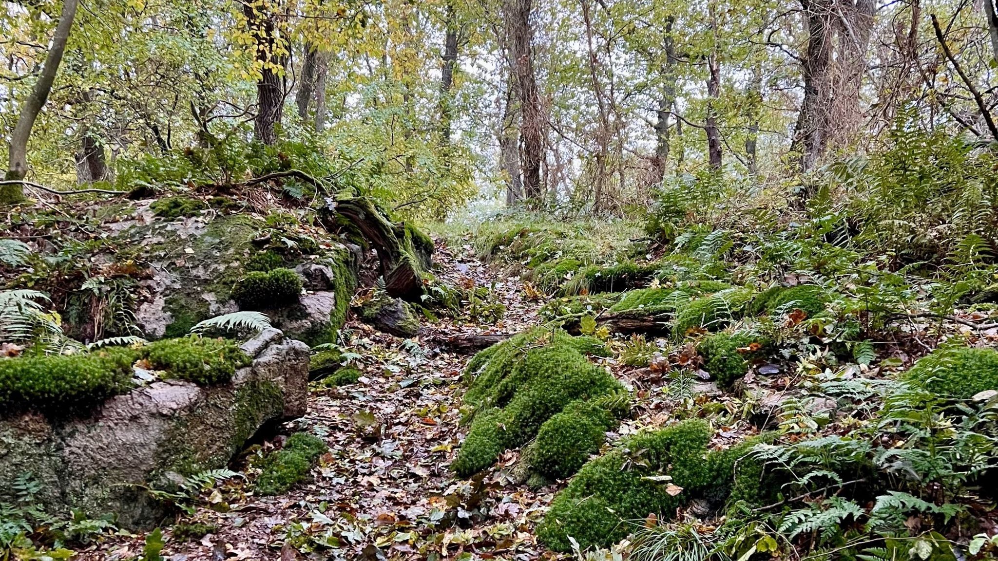 Birkelund – gåture på naturstien