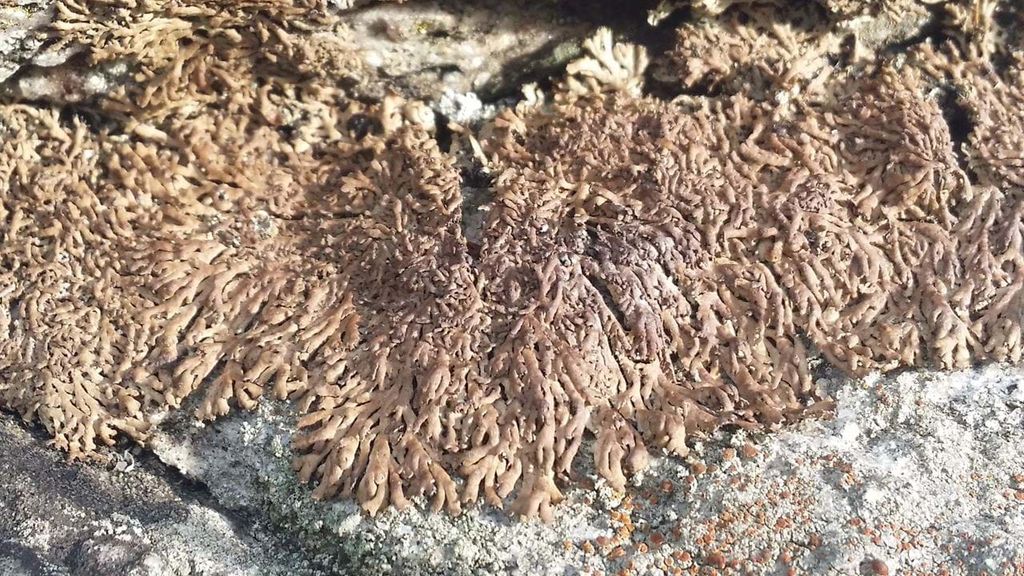 Ind i naturen: Laver i Rutsker Højlyng