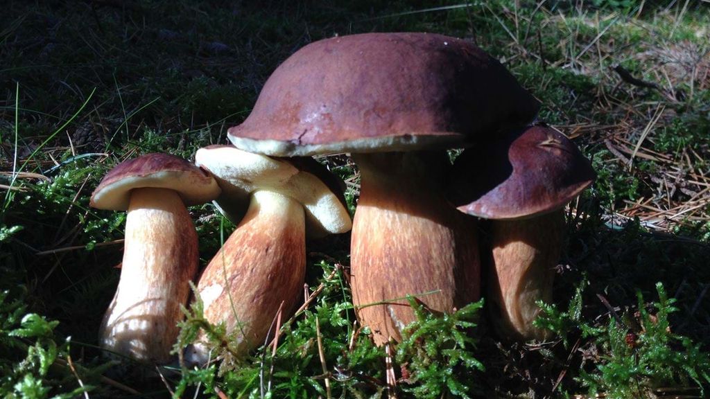 Into Nature: Family Mushroom Foray