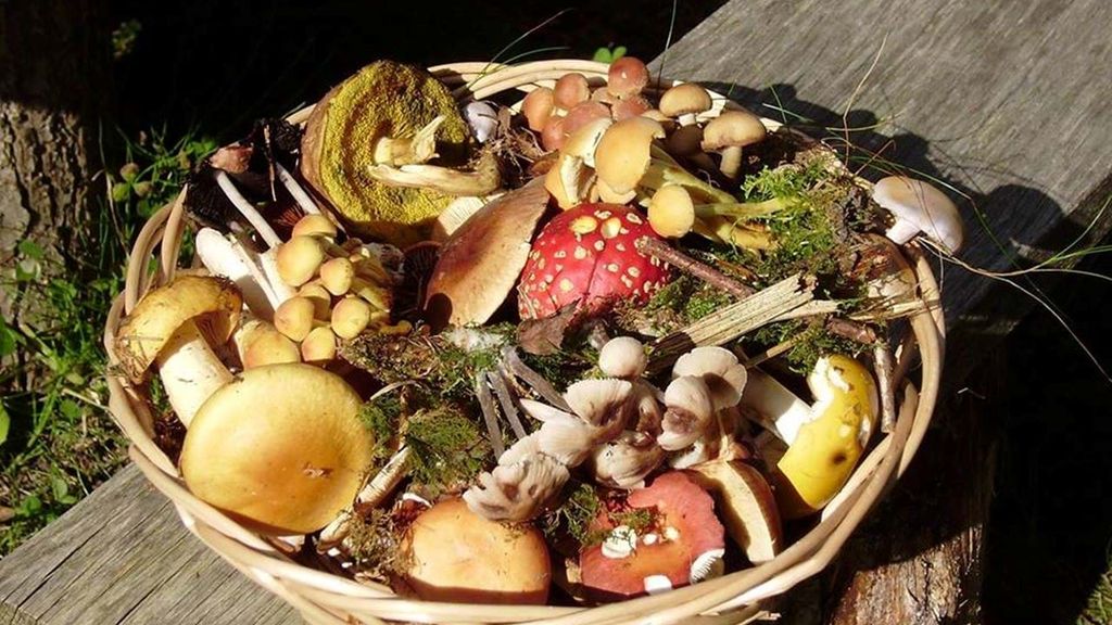 Into Nature: Family Mushroom Foray