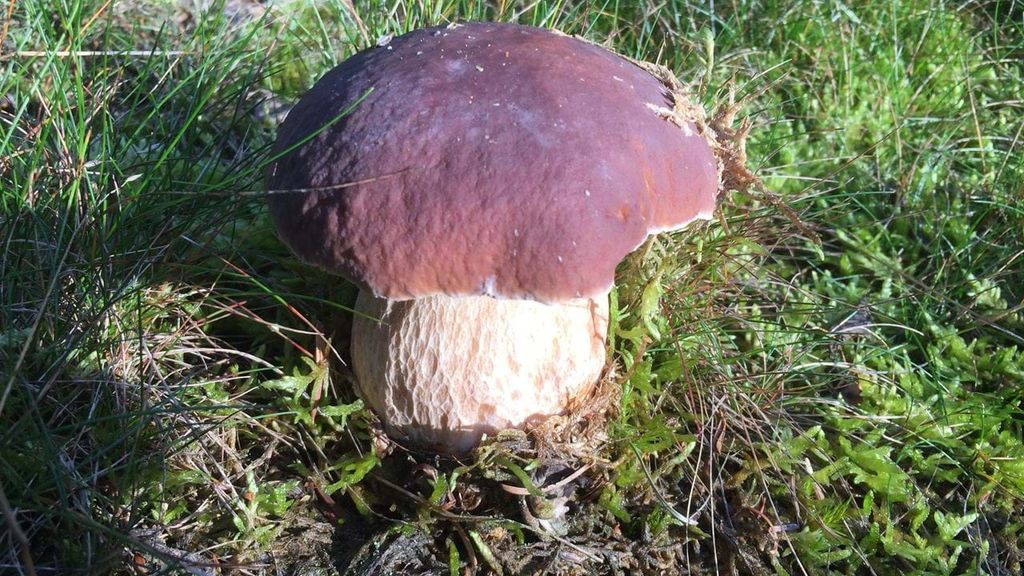 Into Nature: Family Mushroom Foray