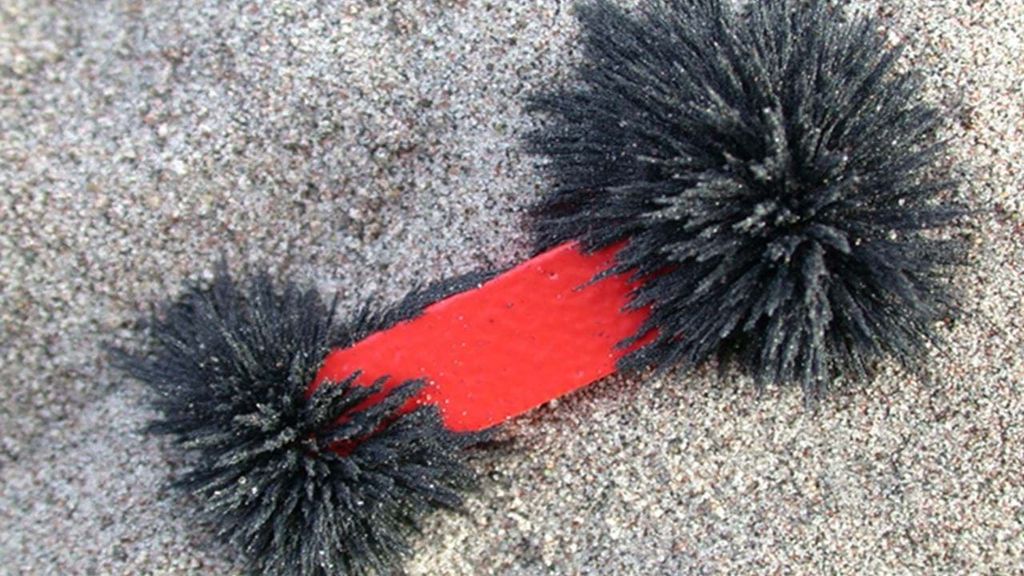 NaturKlubben: Mikro-geologer