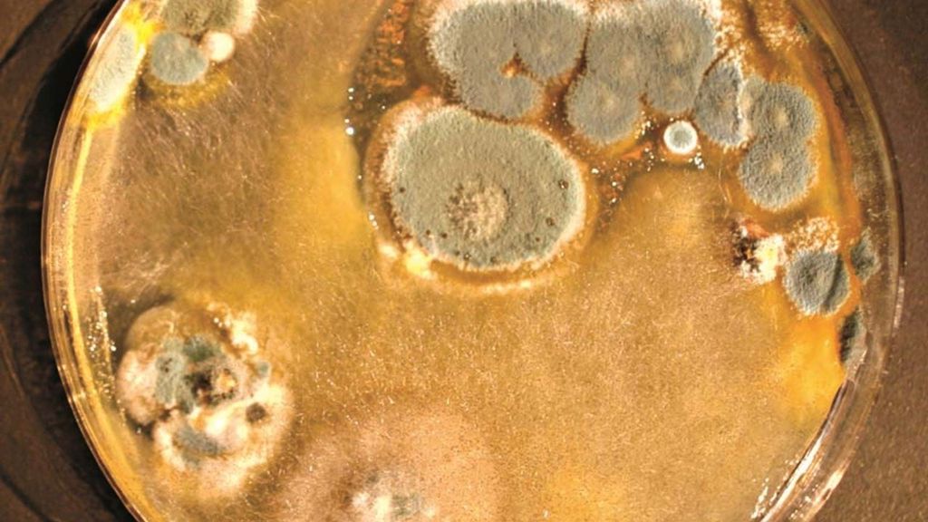 ScienceKlubben: Svampenes hemmelige verden.