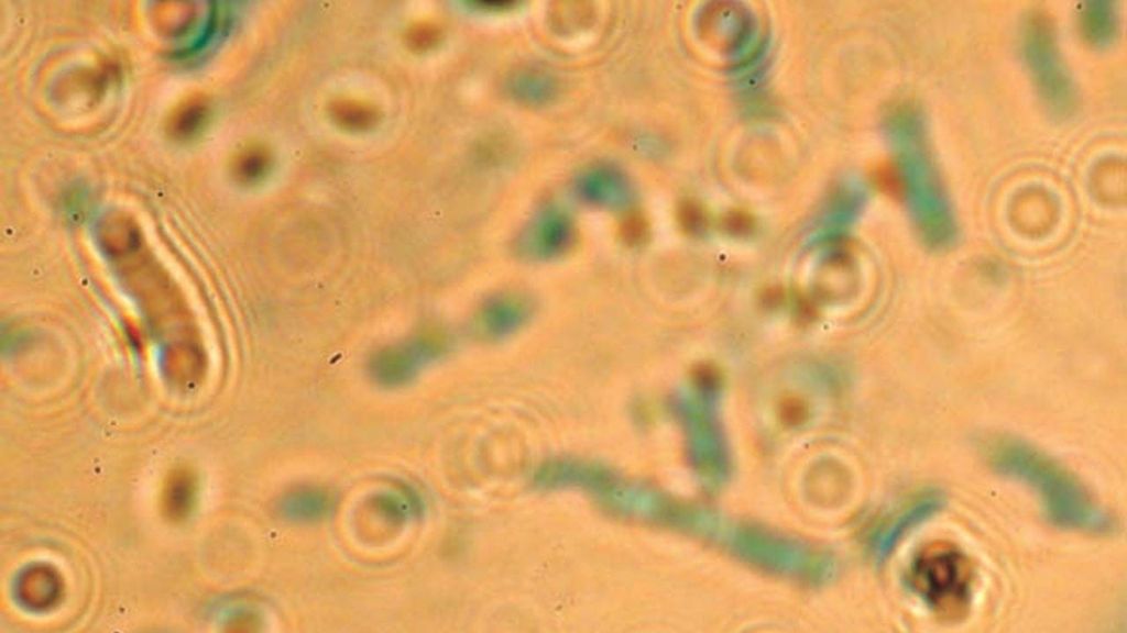 ScienceKlubben: Svampenes hemmelige verden.