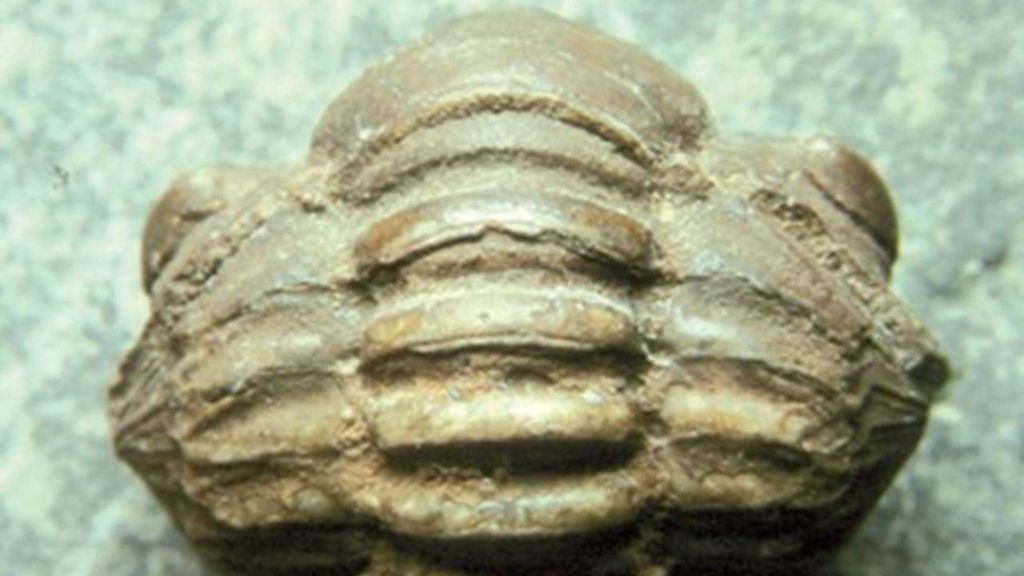 NaturKlubben: De bornholmske fortidsdyr