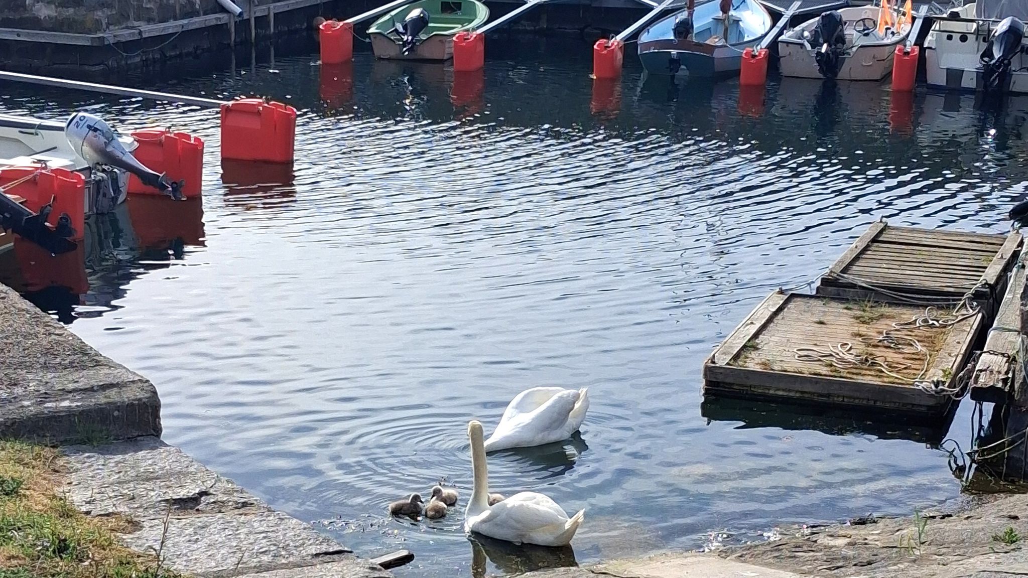 Svaner ved havnen