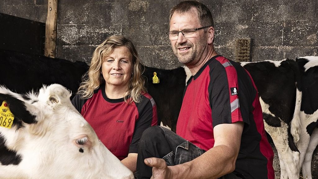 Landmandspar med malkekøer i stalden