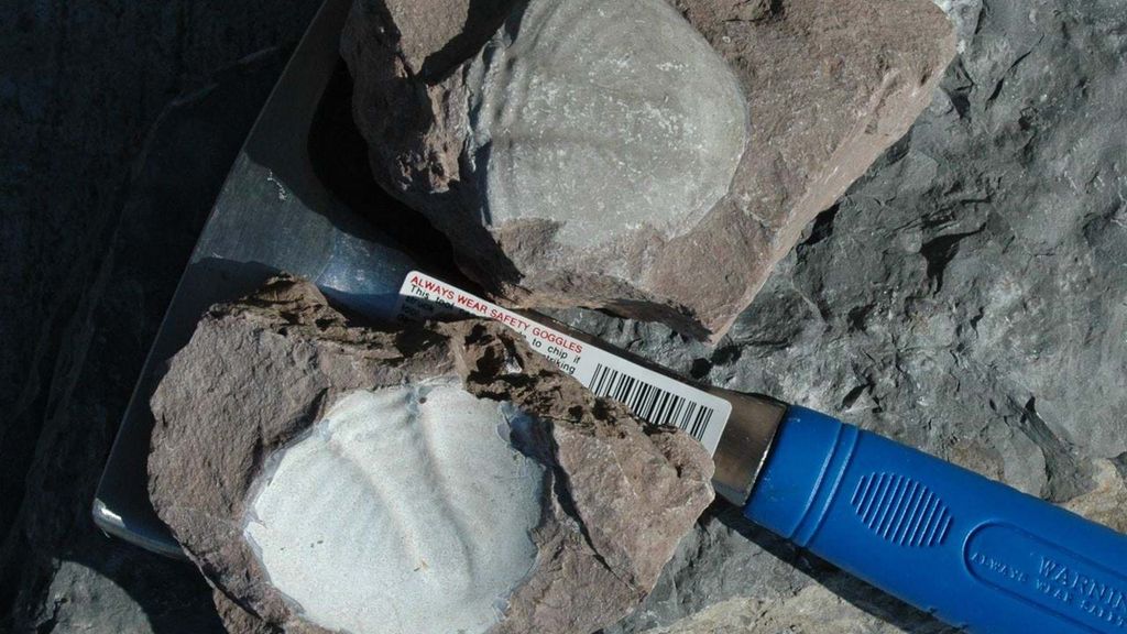 Fossil Hunt at Risebæk