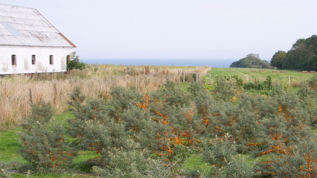 Høstet - Havtorn Bornholm