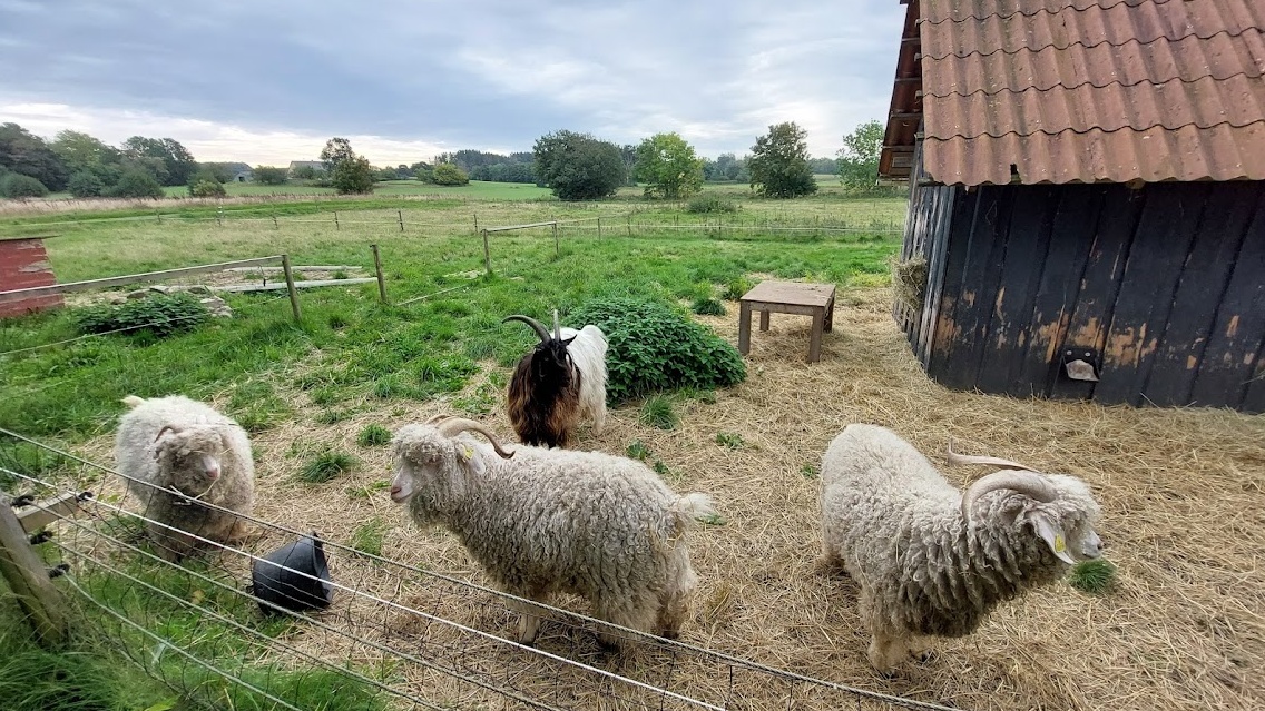 Mohair- og Walisergeder