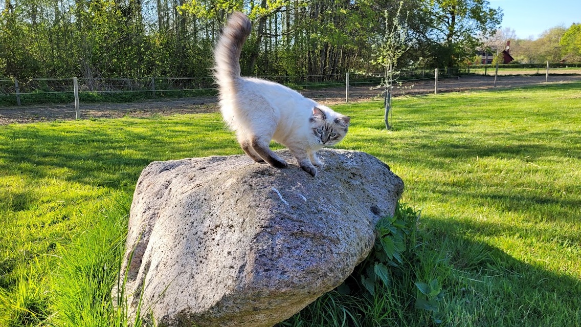 Nala