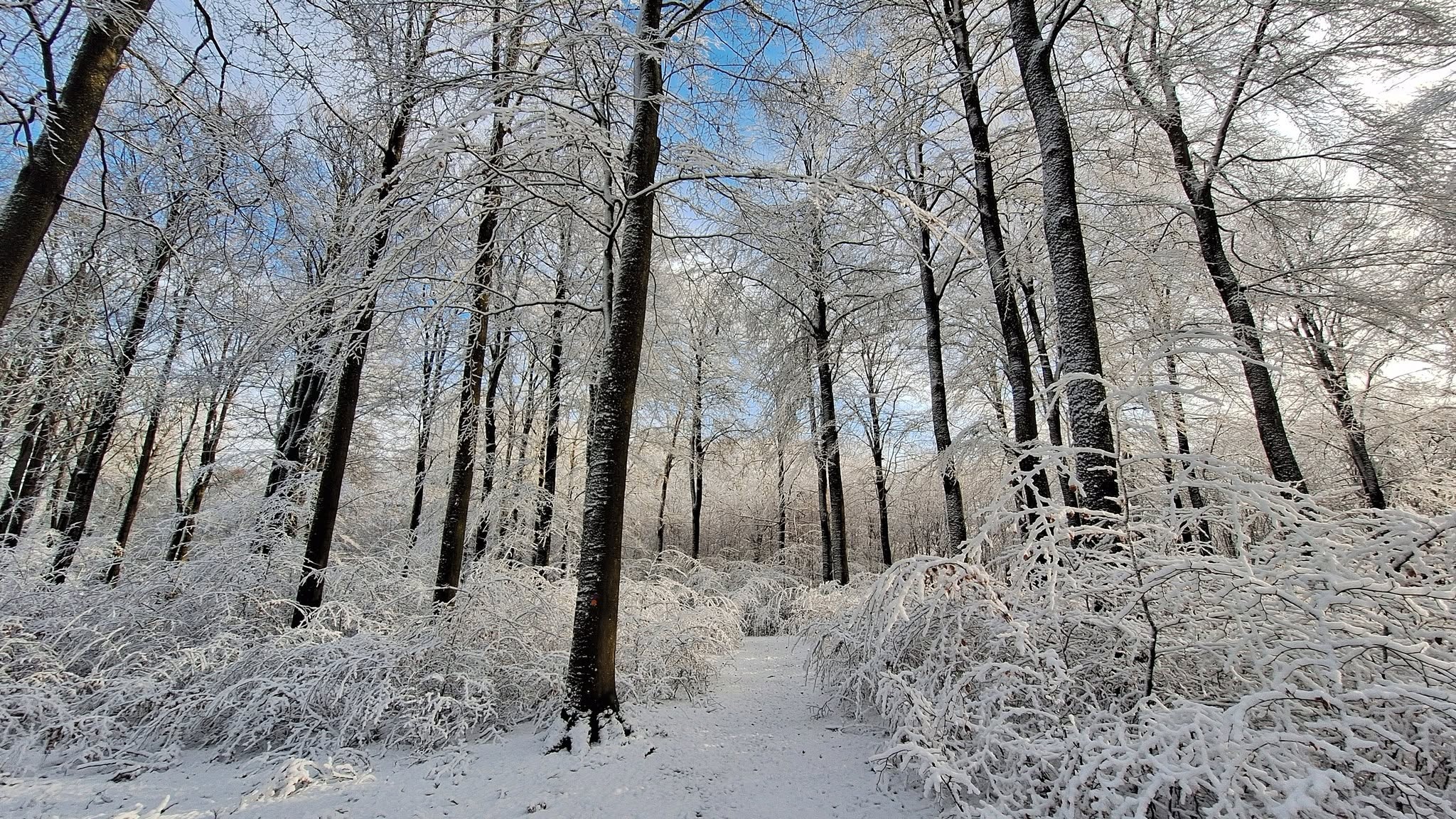 Snedækket skov