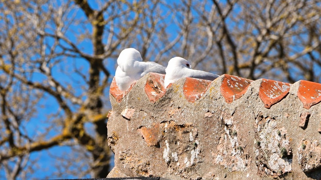 Haverne på Christiansø