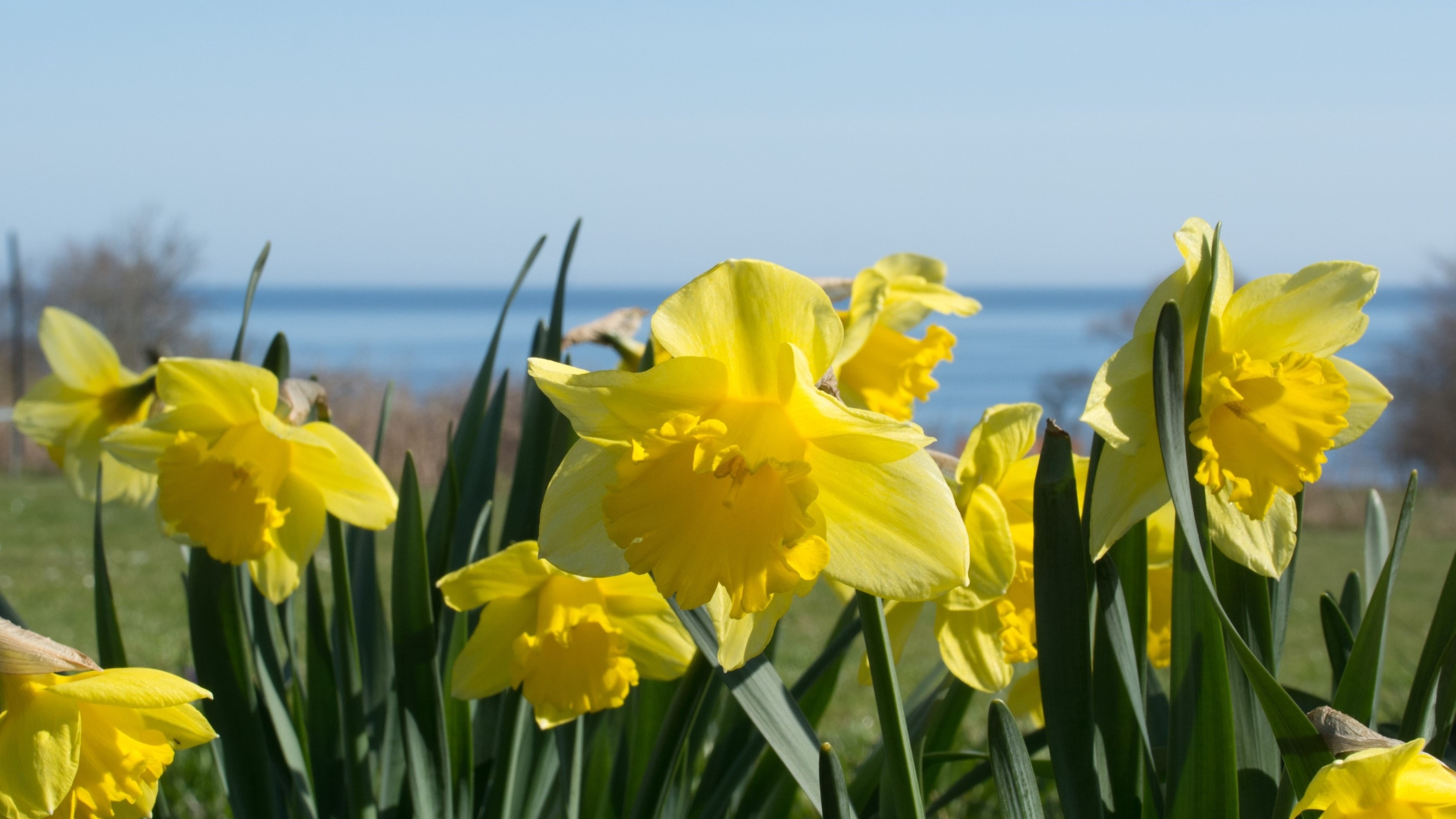Narzissen am Meer