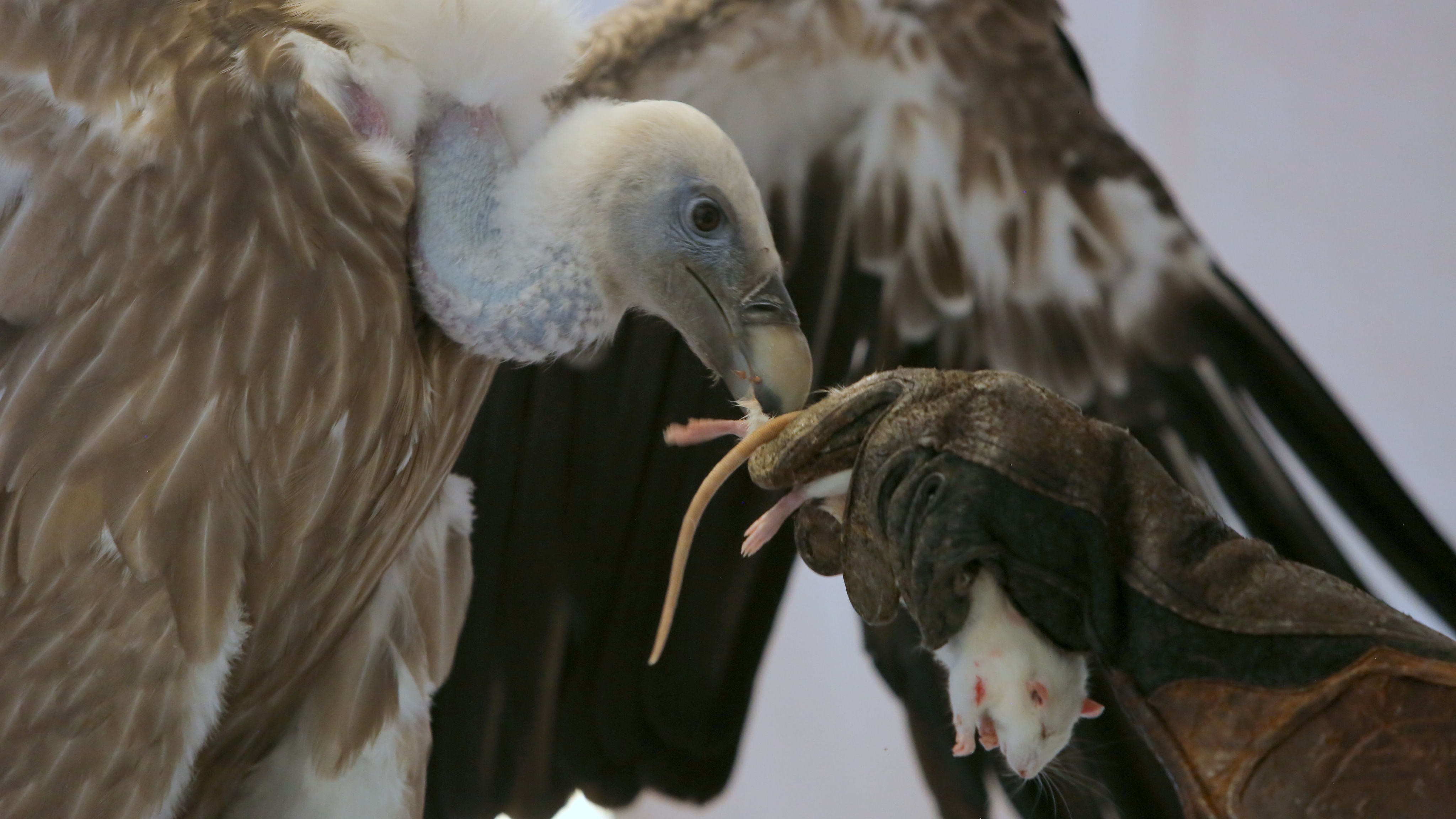 Feeding a vulture