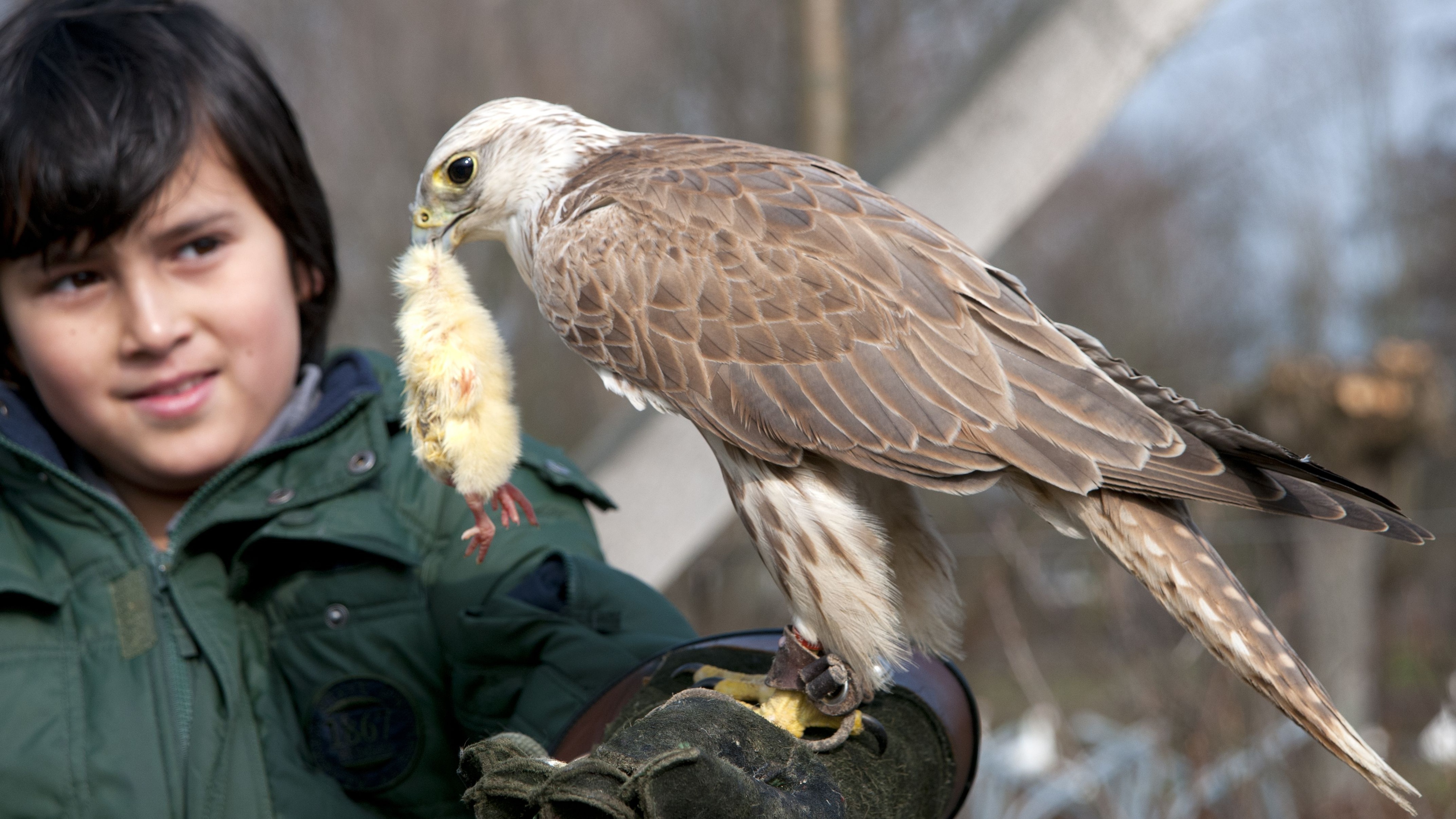 Child with bird of prey