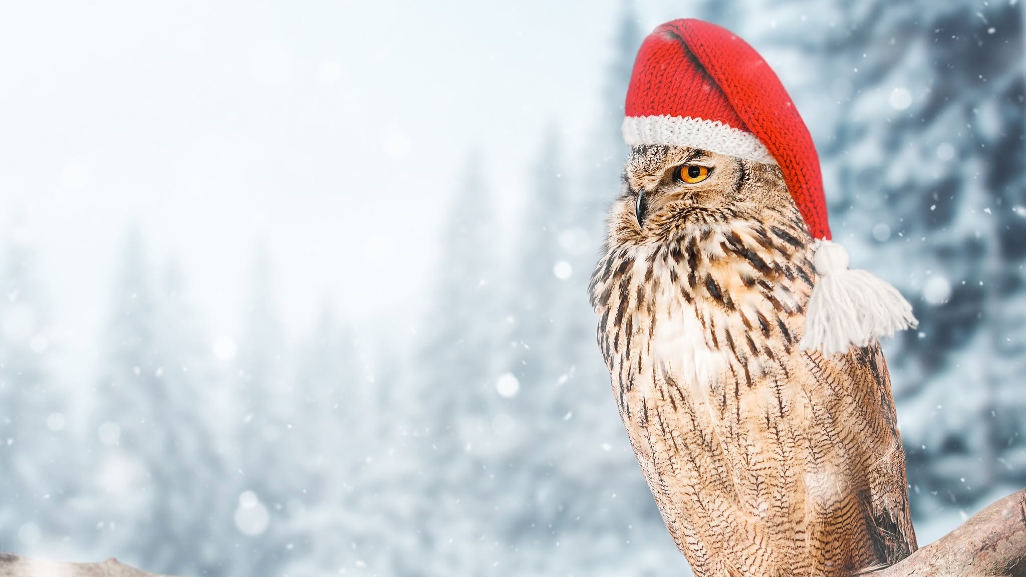 Owl wearing a Santa hat