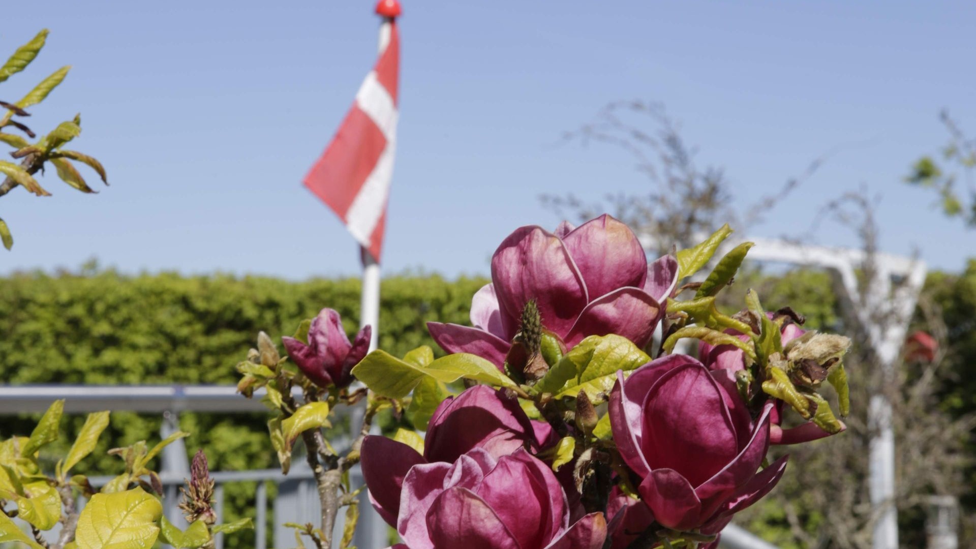 Magnolia og Dannebrog