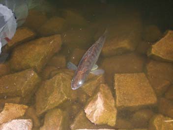 Stenbrudssøen Nexø