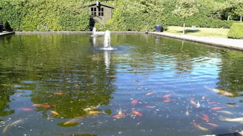 Pond with goldfish