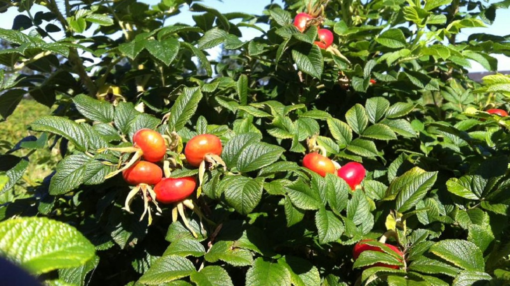 Busk Ökologische Landwirtschaft