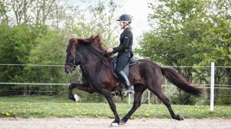Kvinde rider på islandsk hest