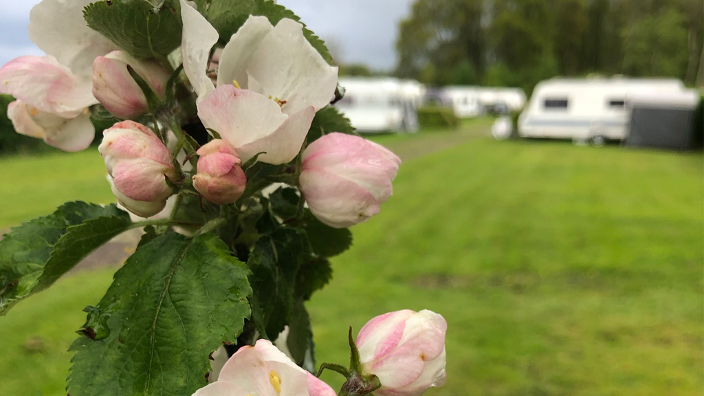 Asaa Camping & Cottages