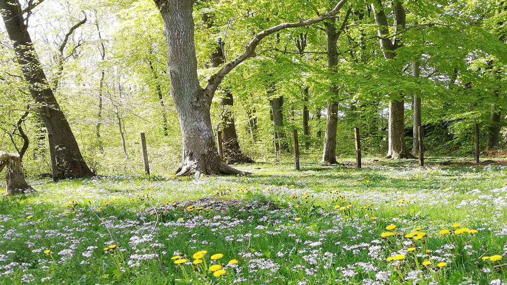 Asaa Camping & Cottages