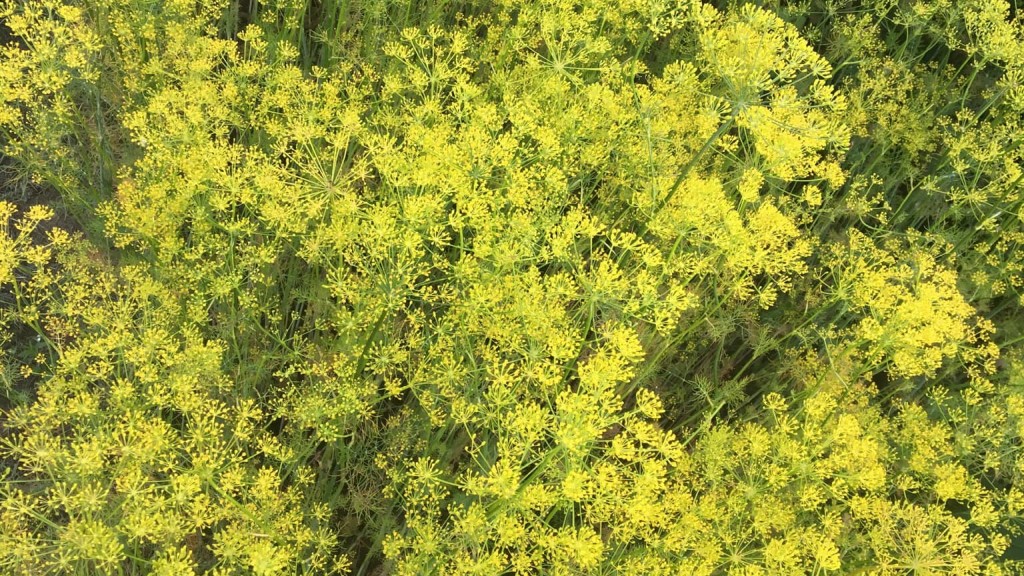 Grøntsagsgården v/ Dorthe Sidelmann