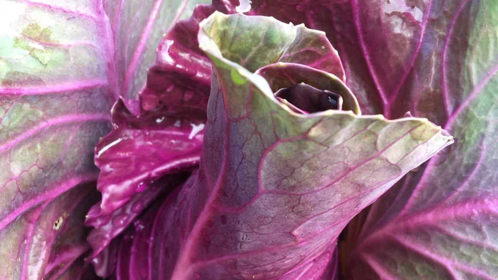 Grøntsagsgården v/ Dorthe Sidelmann