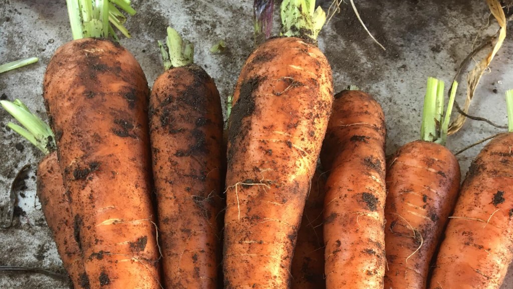 Grøntsagsgården v/ Dorthe Sidelmann