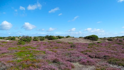 Lyngbakkerne ved Galgebakken i Gammel Rye