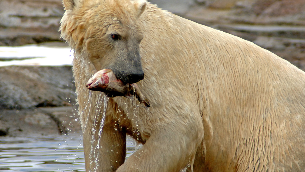 Overnight stay in a Lavvu at Scandinavian Wildlife Park