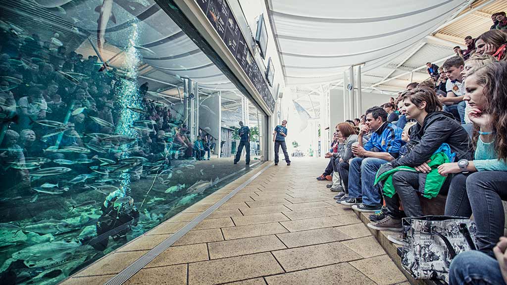 Spil banko i Ocenariet