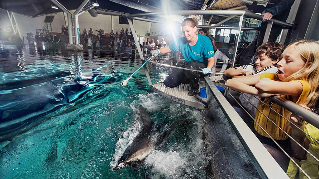 Oplev fodringen af Danmarks eneste sandtigerhaj