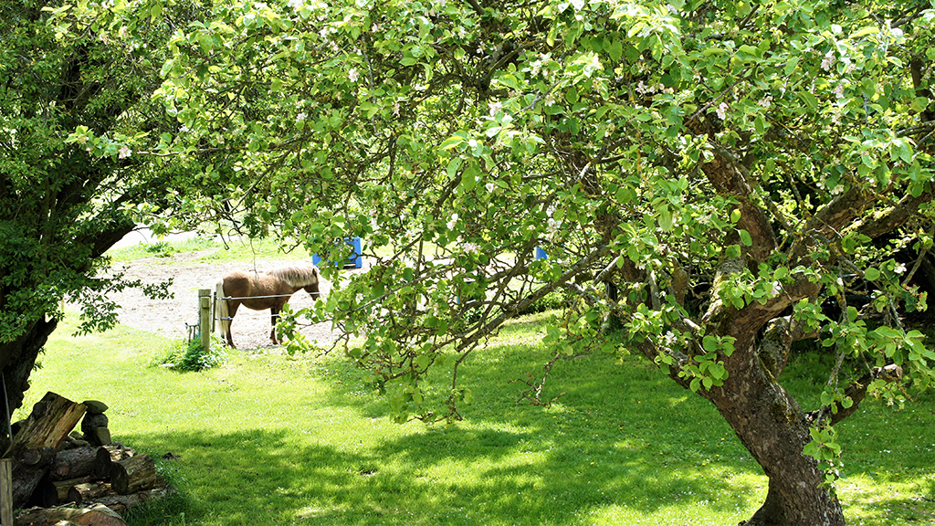 Lærkehøj Bed & Breakfast garden