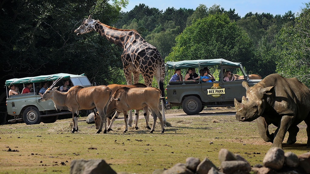 safari bryllup ree park