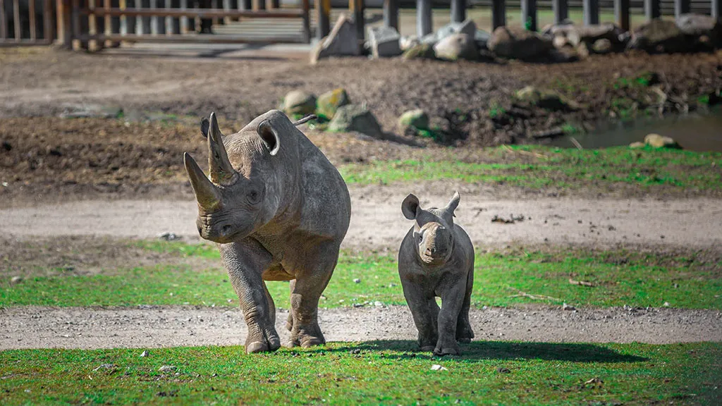 Ree Park Safari rhino