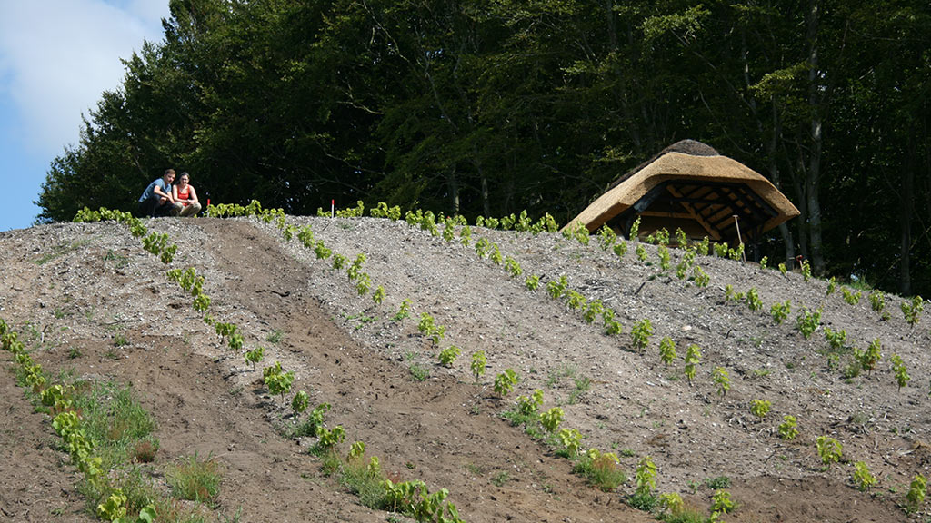 Koruplund Weinberg und B&B