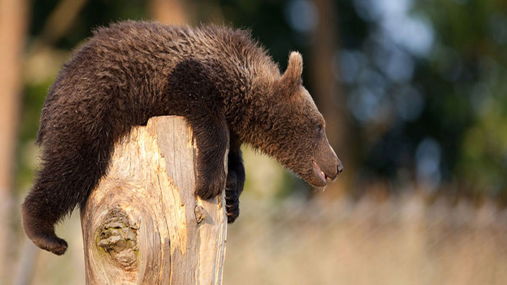 Overnight stay in a Lavvu at Scandinavian Wildlife Park