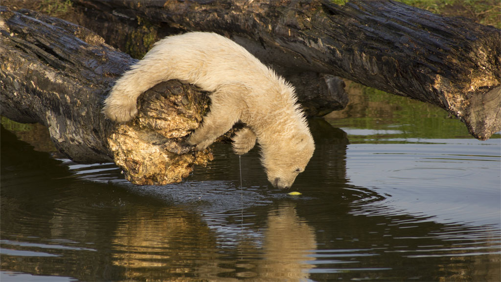 Overnight stay in a Lavvu at Scandinavian Wildlife Park
