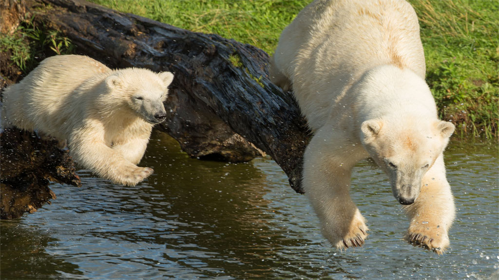 Overnight stay in a Lavvu at Scandinavian Wildlife Park