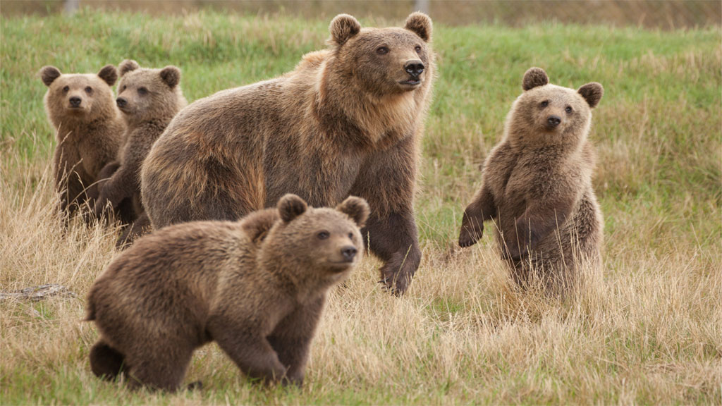 Overnight stay in a Lavvu at Scandinavian Wildlife Park