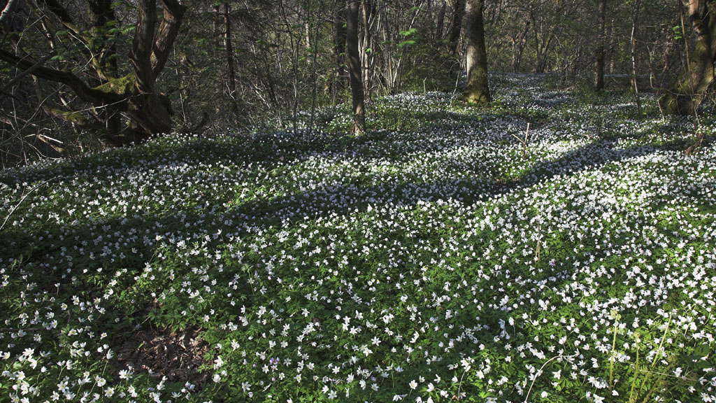 Naturcampingplatz Øluf Mølle bei Esbjerg