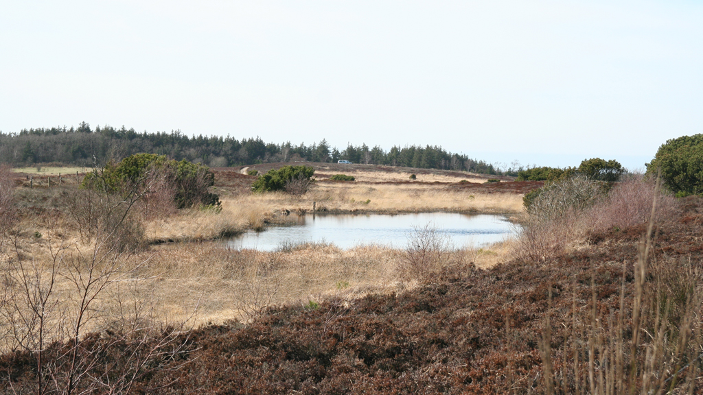 Hütte in der Marbæk Plantage bei Esbjerg