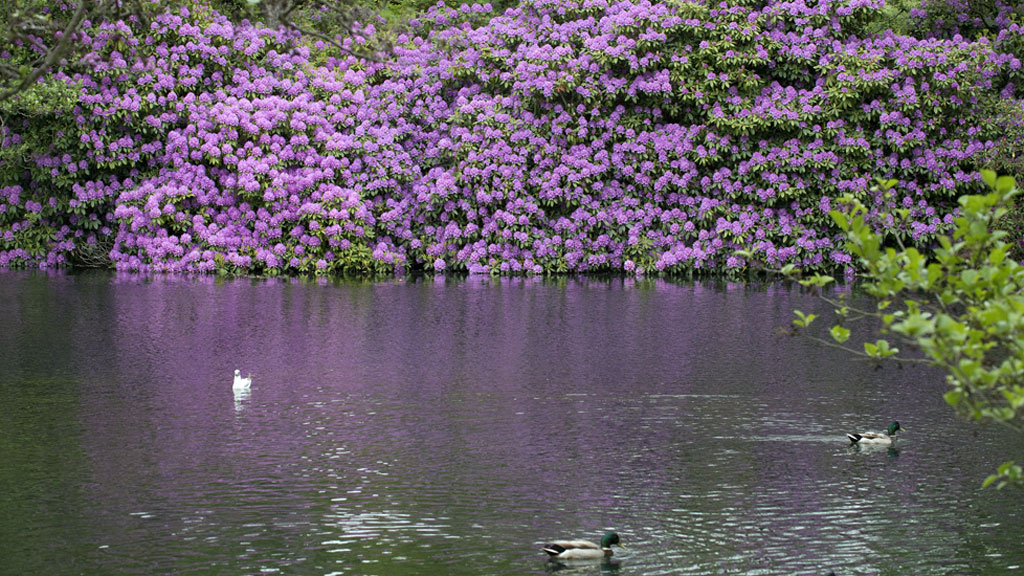 Flowers in Vognsbølparken | green oasis in Esbjerg
